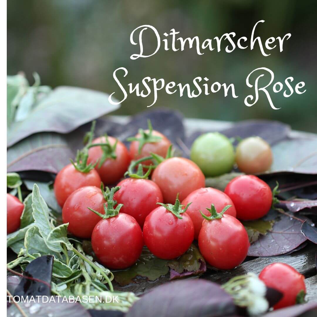 Ditmarscher Suspension Rose